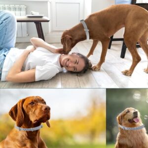 Silicone Dog Flea Collar (Grey)